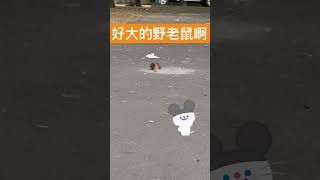 好大一隻野老鼠啊衝過去嚇他 #foryou #推 #上熱門 #流量 #2023status #funnyvideos #gameplay #joetsailife#老鼠#mouse