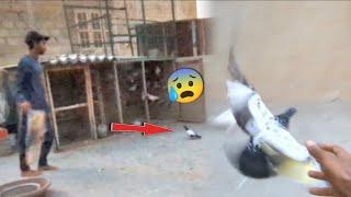 Bohat Mushkil Sa Pkra Is Kabootar Ko || Pkra Hua Sherazi Pigeon Wapis Kr Dia️.#chirimari