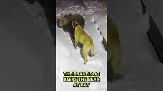 Bear vs. Dog fight, Dog saves Owner from Bear #shorts #dog #bears #animals