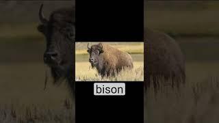 bison compared to human (#shorts