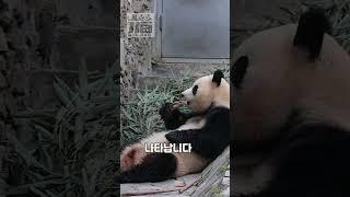 푸바오 옆에 나타난 생쥐