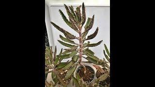 Plant Haul Kalanchoe | Mother of Thousands | Mother of Millions