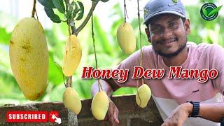 Honeydew mango Review video