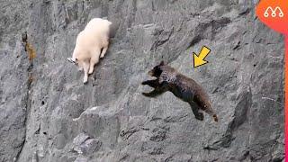 BEAR ATTACKS MOUNTAIN GOAT AND GETS IN BAD WAY