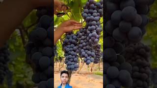 Chinese grapes  | #shorts #china #feed #feedshorts #viralvideos #china #funny #fruits