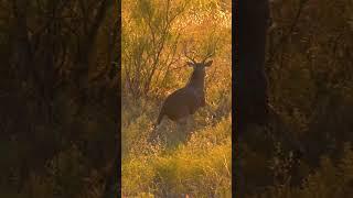 Insane Texas Kill!