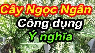 Hoa Kiểng-Cây Cảnh: Cây Ngọc Ngân-Ý nghĩa, công dụng#2 || Nguyễn Phú Trường Đạt