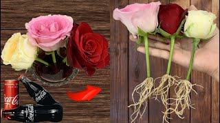 Just Coca! Rose Branch Suddenly Grows 1001 Roots in Just 1 Night