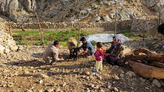 Village Joys: A Nomadic Family's Celebration of New Life with the Birth of Their Sheep