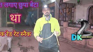 🪱कैसे एक रेट स्नैक गात लगाए छुपा बेटा था | dk panchal | snake rescue | animal rescue etc 7426894371