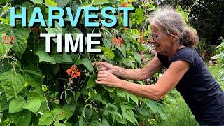 A Harvest for the Family | Permaculture Vegetable Garden