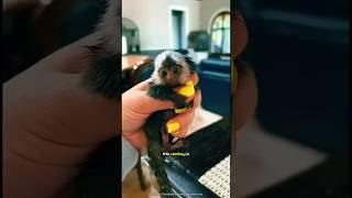 Pygmy Marmoset _ smallest monkey in the world #monkey #animals #tiktok #viralvideo #shortsfeed #cool