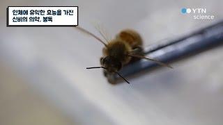 인체에 유익한 효능을 가진 봉독 / YTN 사이언스