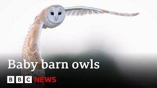 What happens inside a barn owl's nest? | BBC News