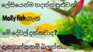 Molly fish care in sinhala | fish lover sri lanka