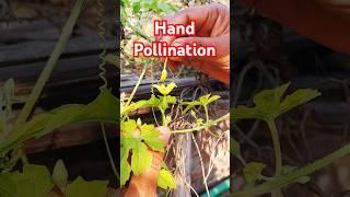 Increase Bitter Gourd Yield By This Tips #gardening #agriculture #plants