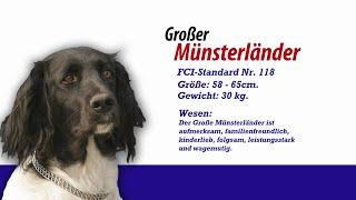 Meister PETz TV - Großer Münsterländer