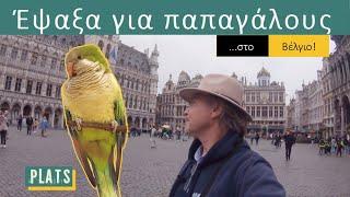 I looked for parrots ...in Belgium!