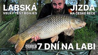 LABSKÁ JÍZDA - 7 DNÍ NA LABI S BOILIES - TEST BOILIES MASTODONT BAITS - BOHUMIL KUNA BOILIES V AKCI!