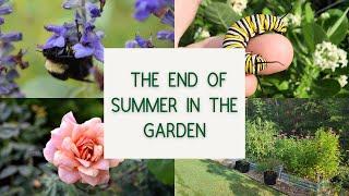 The End of Summer in the Garden: What worked, what failed & what will be growing in the next months