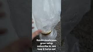 Reishi mushroom grow setup