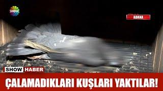 Çalamadıkları kuşları yaktılar!