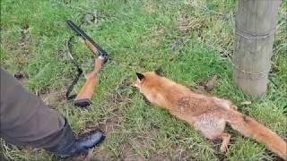 Driven Fox Hunt with Chiappa Triple Crown 20G and Dachshunds Victoria 07/06/2020