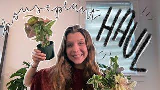 houseplant haul | houseplant shopping at groovy plants ranch