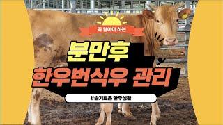 분만 후 한우번식우 관리와 수태율 향상법은?