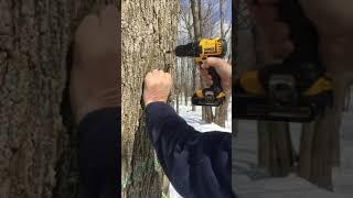 #shorts | Tapping Maple Tree | Ambry Acres SHORTS