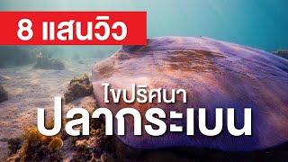 สารคดี สำรวจโลก ตอน ไขปริศนาปลากระเบน