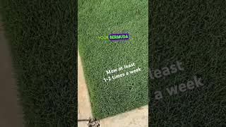 How to get a Thick Bermuda Grass Lawn