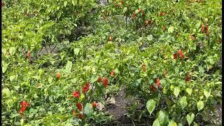 Sirarakhong Organic King Chilli farm