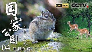 《国家公园·万物共生之境》4K 东北大猫们出镜啦！来围观东北虎豹乐园里的狂野精灵！EP04【CCTV纪录】