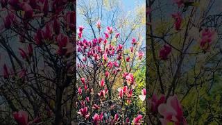 #봄날 [#2026 또다시]#flowers #garden #gardening  #일상 #행복 ]#박태기나무 #꽃 #해당화 #꽃날 #spring #목련 #목련꽃 #해당화