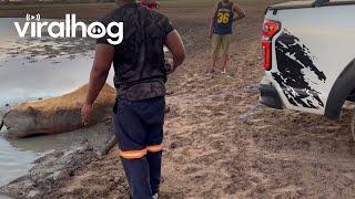 Good Samaritans Rescue Cow Trapped in Mud || ViralHog