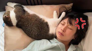 猫に枕を奪われた結果、ママがキレましたwww