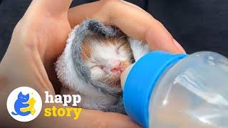 This Little Kitten Was Found On The Streets After His Mom Passed Away ️| HAPP