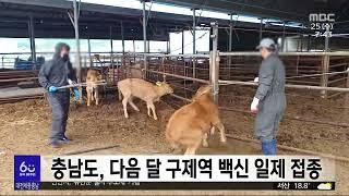 충남도, 다음 달 1일부터 구제역 백신 일제 접종/대전MBC