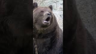 Roaring Brown Bear: Majestic Sounds of the Wild