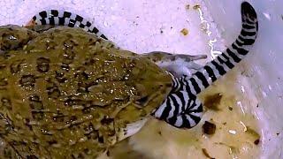 Asian Bullfrog Tries To Eat Water Snake! Asian Bullfrog Live Feeding