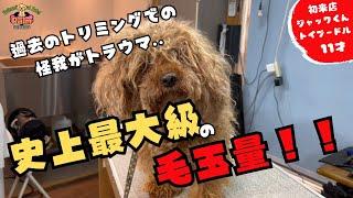 【何年ぶり..（泣）】他店でトリミング中の怪我..トイプードルの噛み犬トリミング！！