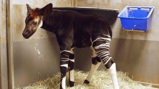 Okapi Calf Bursts with Excitement