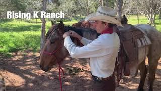 How to Bridle a Horse With No Resistance