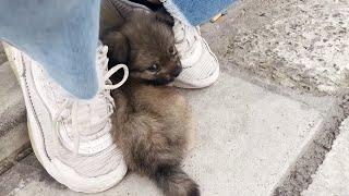 A stray puppy fell asleep in my hands