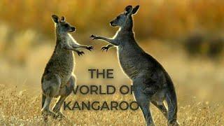 Kangaroos: A Deep Dive into the World of Australia's Iconic Species