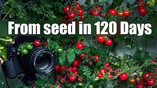 Growing Cherry Tomato Plant from Seed to Fruit in Water  120 Days Time Lapse Full life Cycle