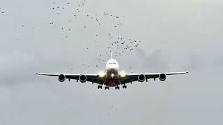 A380 Vs Birds