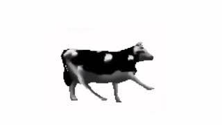 polish cow full song