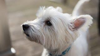 How to Prevent Ear Infections in Your West Highland White Terrier